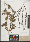 Foto von Salix purpurea L. x Salix repens L.